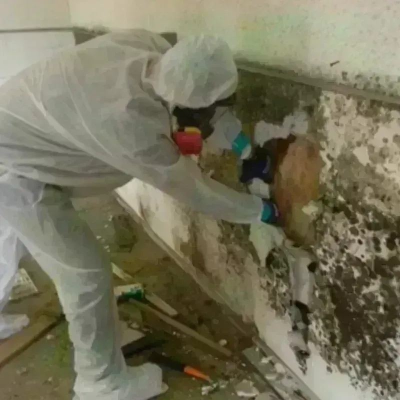 Mold Remediation and Removal in San Leon, TX